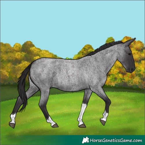 Horse Color:Smoky Blue Roan Tobiano 