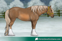 Horse Color:Chocolate Palomino 