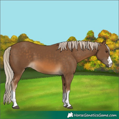 Horse Color:Chocolate Palomino 