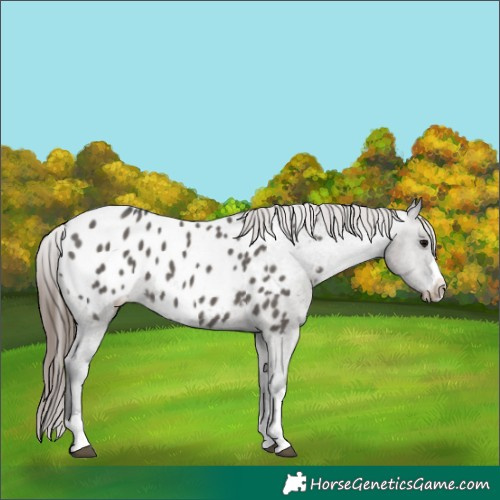 Horse Color:Grullo Appaloosa 