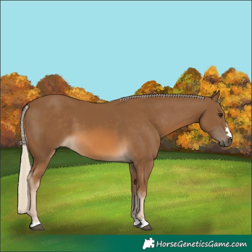 Horse Color:Chocolate Palomino