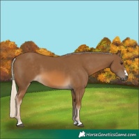 Horse Color:Chocolate Palomino 