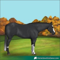 Horse Color:Black  and Black Splash 