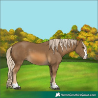 Horse Color:Chocolate Palomino 