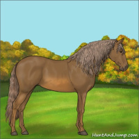Horse Color:Chocolate Palomino 