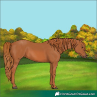 Horse Color:Chestnut 