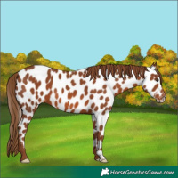 Horse Color:Chestnut Appaloosa 