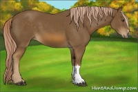Horse Color:Chocolate Palomino 