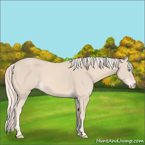Horse Color:Cremello 