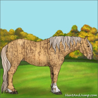 Horse Color:Chocolate Palomino  and Gold Cream Champagne 