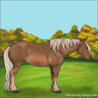 Horse Color:Chocolate Palomino 