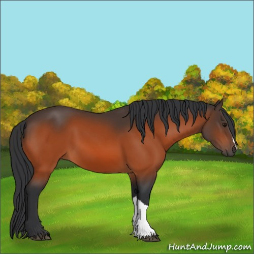 Horse Color:Bay 