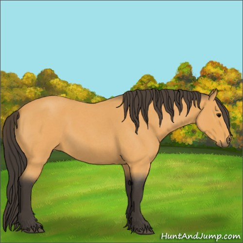 Horse Color:Buckskin Roan 