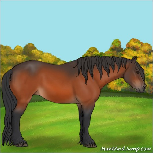 Horse Color:Brown 