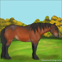 Horse Color:Brown 
