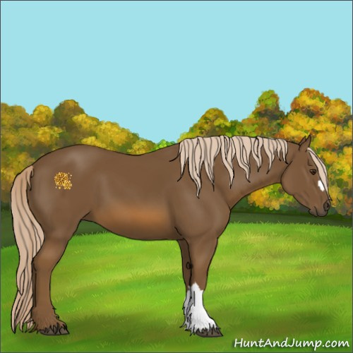 Horse Color:Chocolate Palomino 