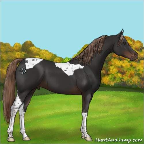Horse Color:Liver Chestnut Tobiano 