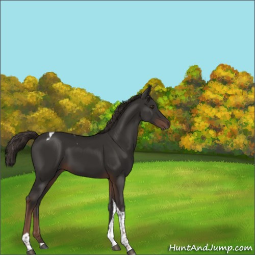 Horse Color:Liver Chestnut Tobiano 