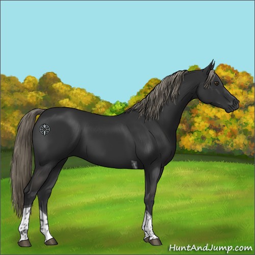 Horse Color:Liver Chestnut Tobiano 