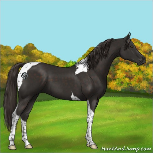 Horse Color:Liver Chestnut Tobiano 