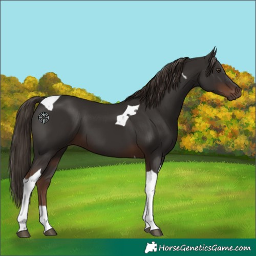 Horse Color:Liver Chestnut Tobiano