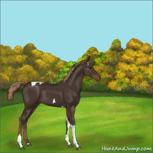 Horse Color:Liver Chestnut Tobiano Rabicano 