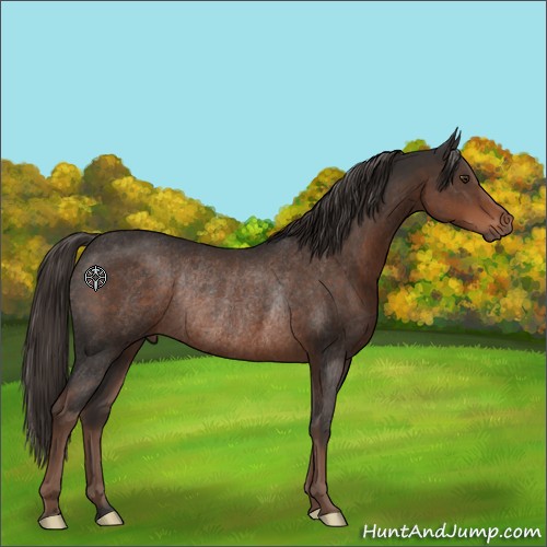 Horse Color:Liver Chestnut Rabicano 
