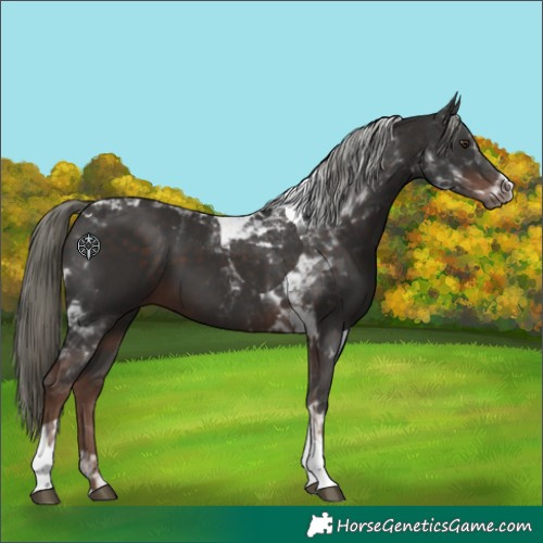 Horse Color:Liver Chestnut Mushroom Tobiano 