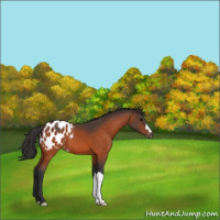 Horse Color:Bay Appaloosa