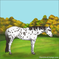 Horse Color:Liver Chestnut Tobiano Appaloosa 