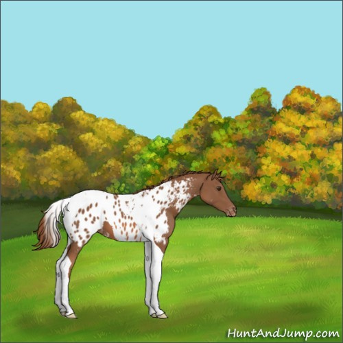 Horse Color:Chestnut Tobiano Appaloosa 