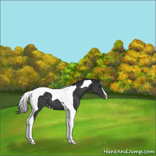 Horse Color:Black Tobiano Appaloosa 