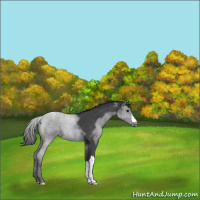 Horse Color:Blue Roan Appaloosa 