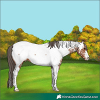 Horse Color:Bay Tobiano Appaloosa 