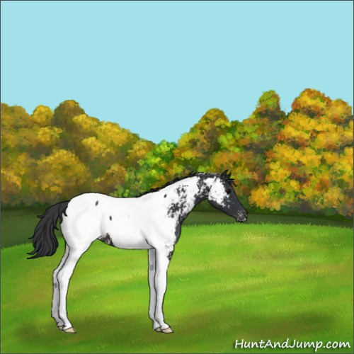 Horse Color:Black Tobiano Near Fewspot 