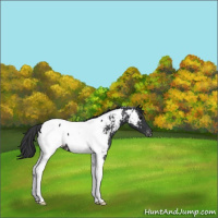 Horse Color:Black Tobiano Appaloosa