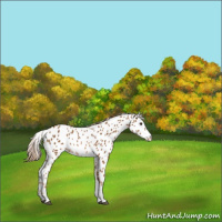 Horse Color:Chestnut Tobiano Appaloosa 