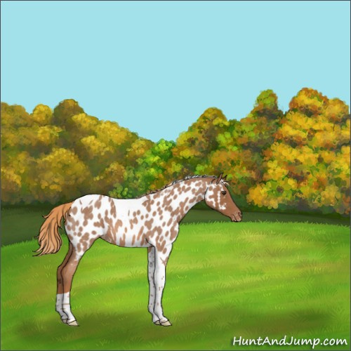 Horse Color:Red Roan Tobiano Appaloosa 