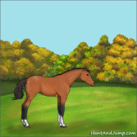 Horse Color:Bay Tobiano 