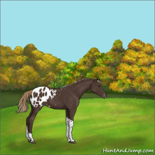 Horse Color:Liver Chestnut Tobiano Blanket