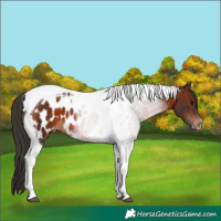 Horse Color:Brown Tobiano Appaloosa