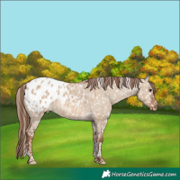 Horse Color:Red Dun Tobiano Appaloosa