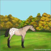 Horse Color:Bay Dun Appaloosa