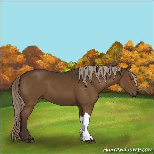 Horse Color:Gray Chocolate Palomino 