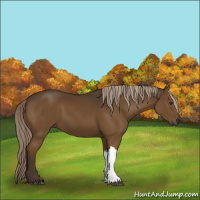 Horse Color:Gray Chocolate Palomino