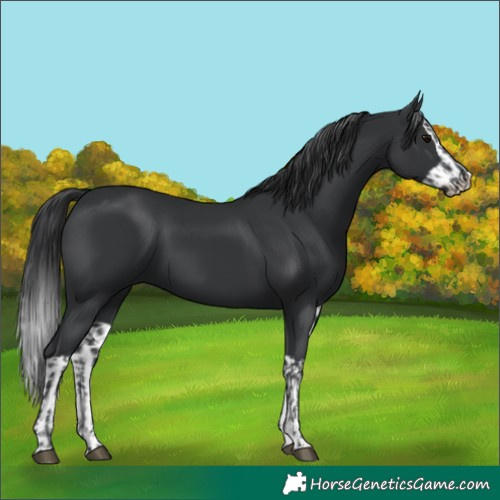 Horse Color:Black  and Black Splash 