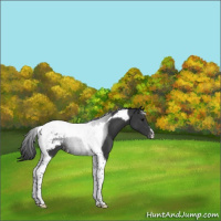 Horse Color:Black Tobiano Appaloosa 