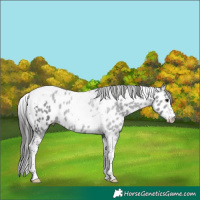 Horse Color:Black Tobiano Appaloosa 