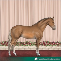 Horse Color:Chocolate Palomino 