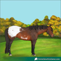 Horse Color:Brown Appaloosa 